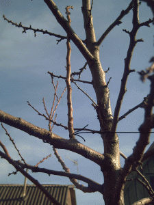 Обрезка деревьев