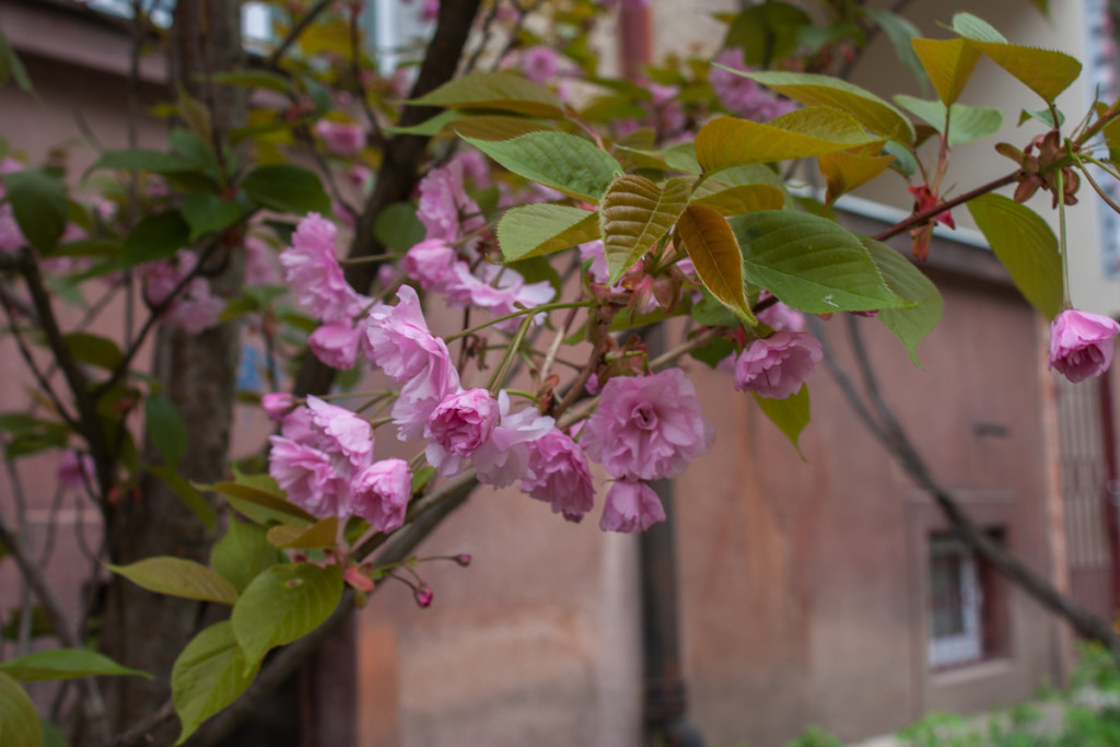 В Ужгороде цветёт сакура