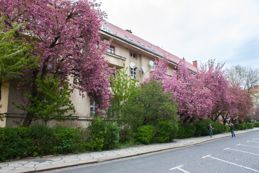 В Ужгороде цветёт сакура