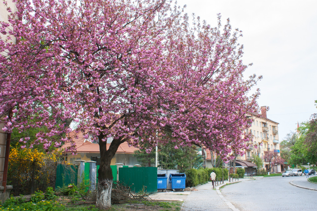 В Ужгороде цветёт сакура