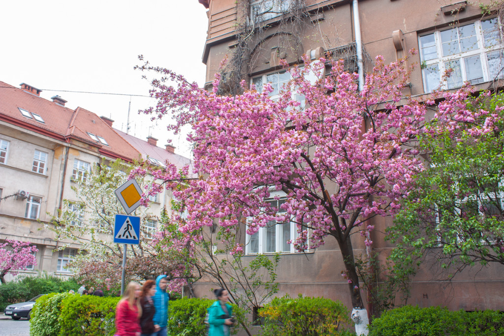 В Ужгороде цветёт сакура