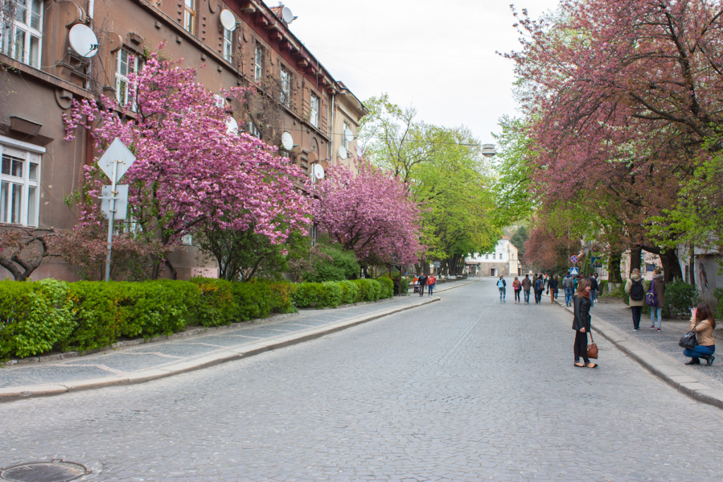 В Ужгороде цветёт сакура