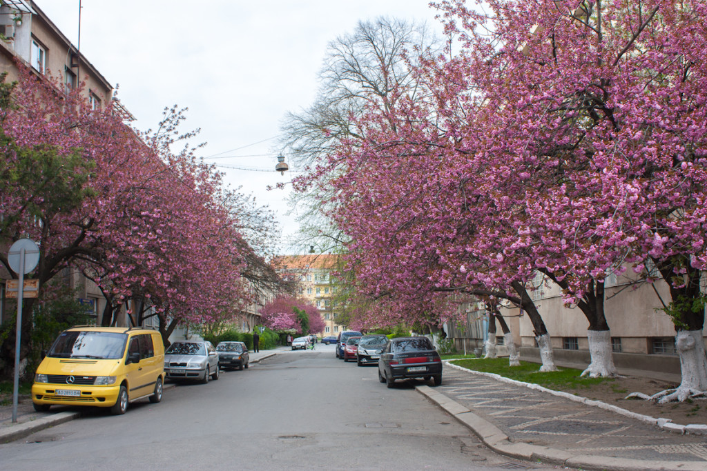 В Ужгороде цветёт сакура