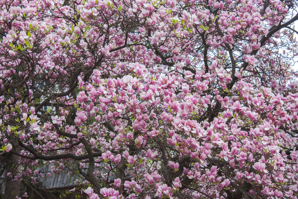 В Ужгороде цветёт сакура